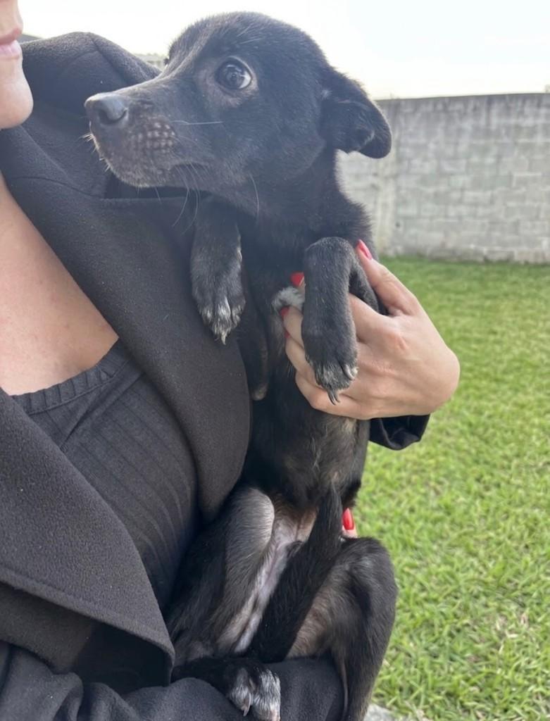 Boris, cachorro de porte pequeno para adoção em Gaspar - SC