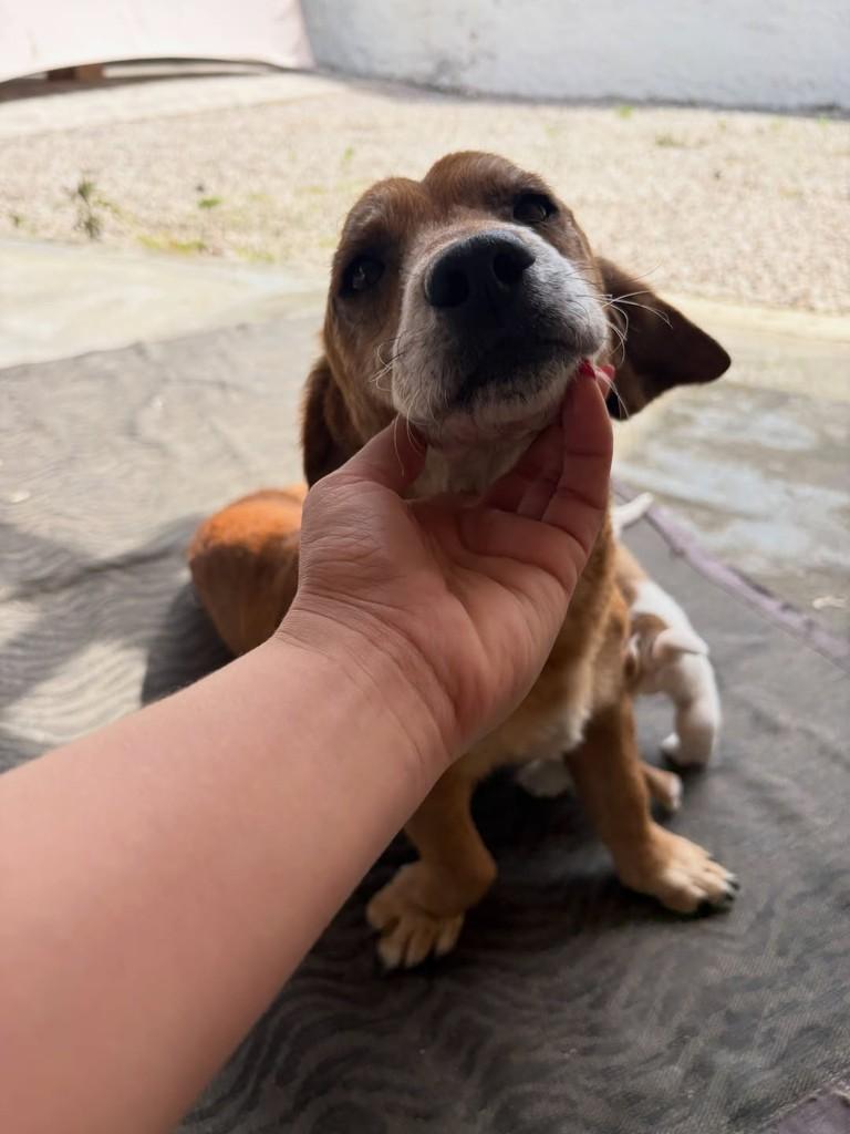 Senhorinha, cadela de porte pequeno para adoção em Gaspar - SC — foto 2 de 3