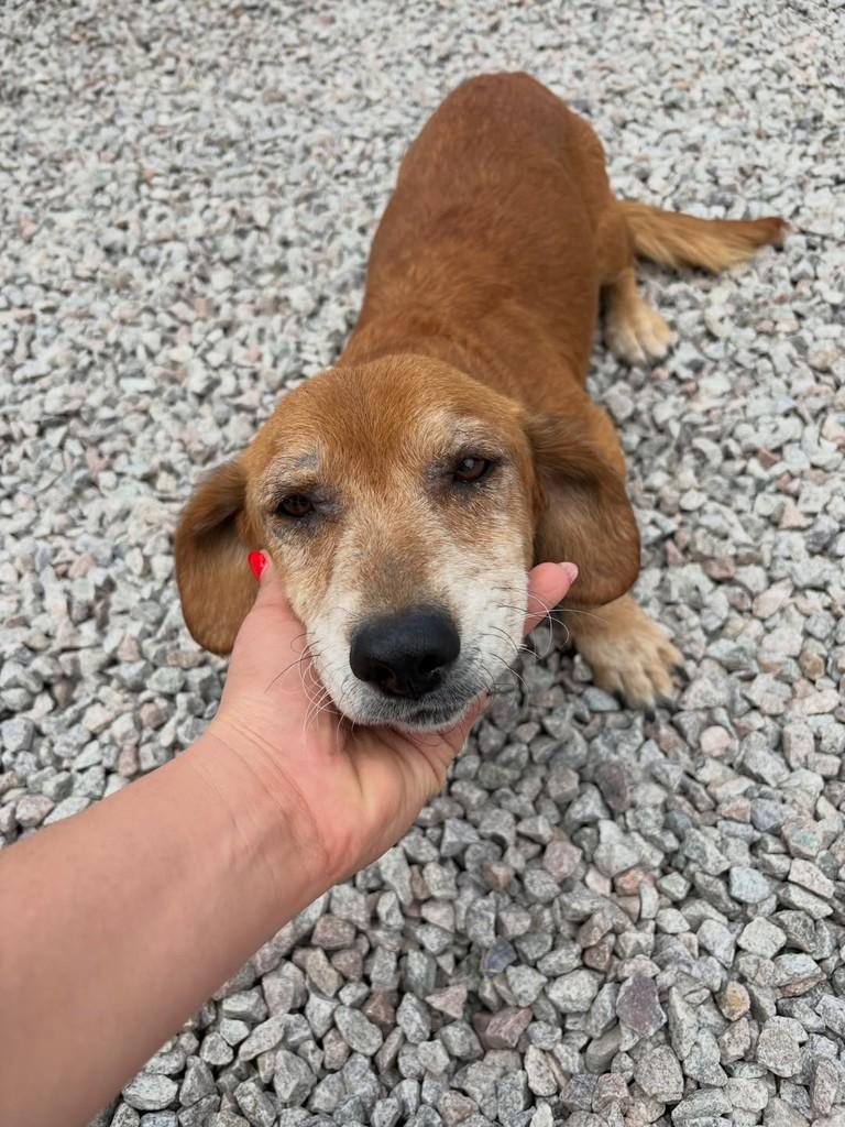 Senhorinha, cadela de porte pequeno para adoção em Gaspar - SC — foto 3 de 3