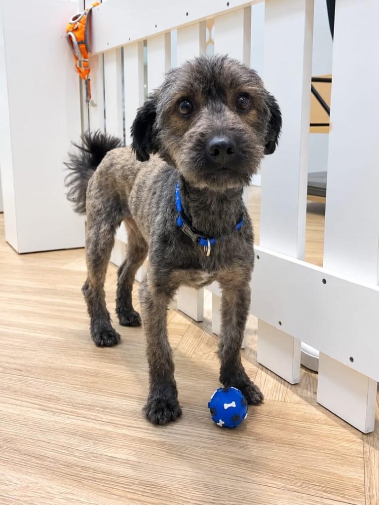 Pingo, cachorro de porte pequeno para adoção em Blumenau - SC — foto 3 de 3