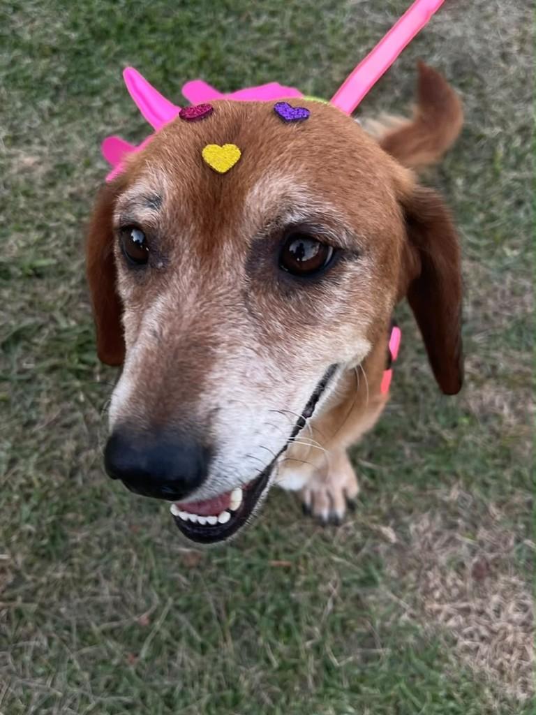 Penélope, cadela de porte pequeno para adoção em Blumenau - SC — foto 3 de 4