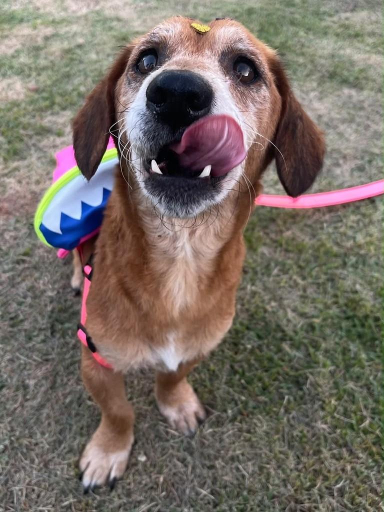 Penélope, cadela de porte pequeno para adoção em Blumenau - SC — foto 4 de 4