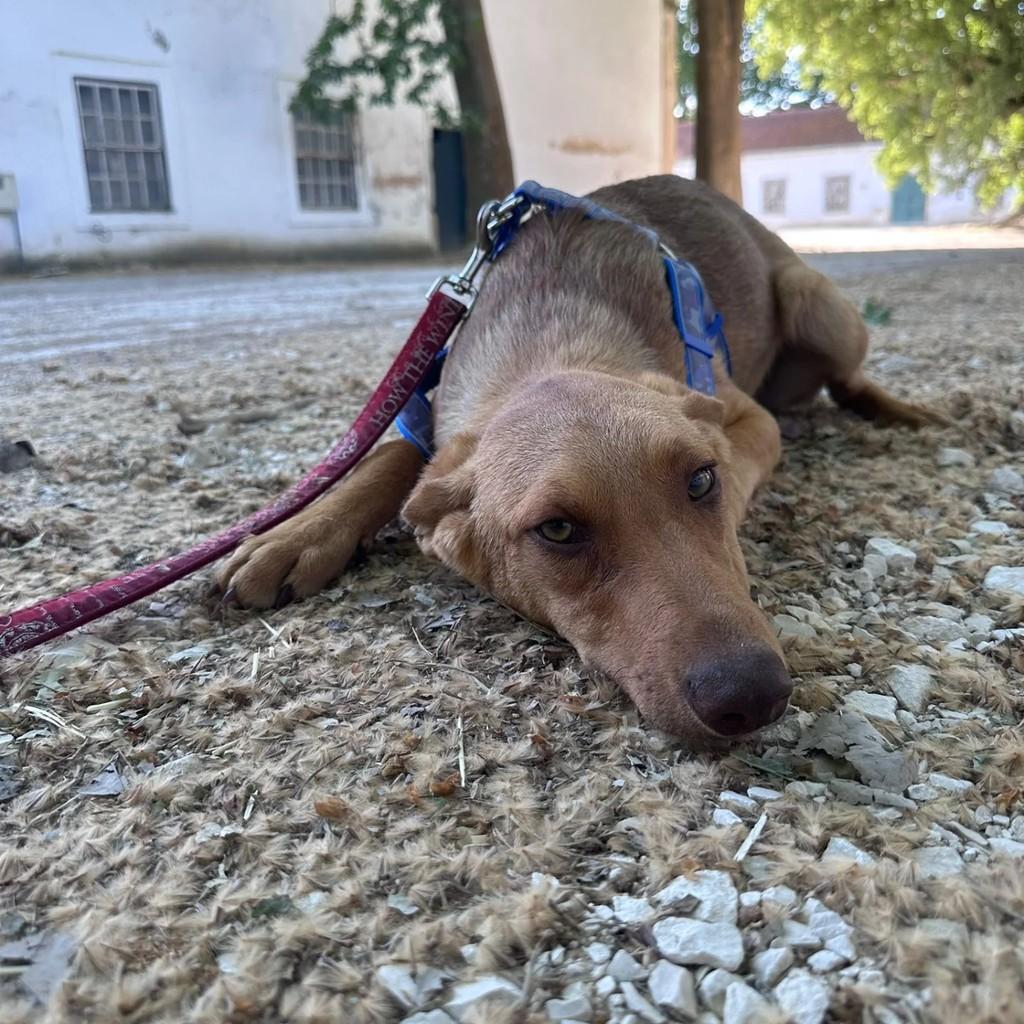 Tico, cachorro de porte pequeno para adoção em Almeirim - PA