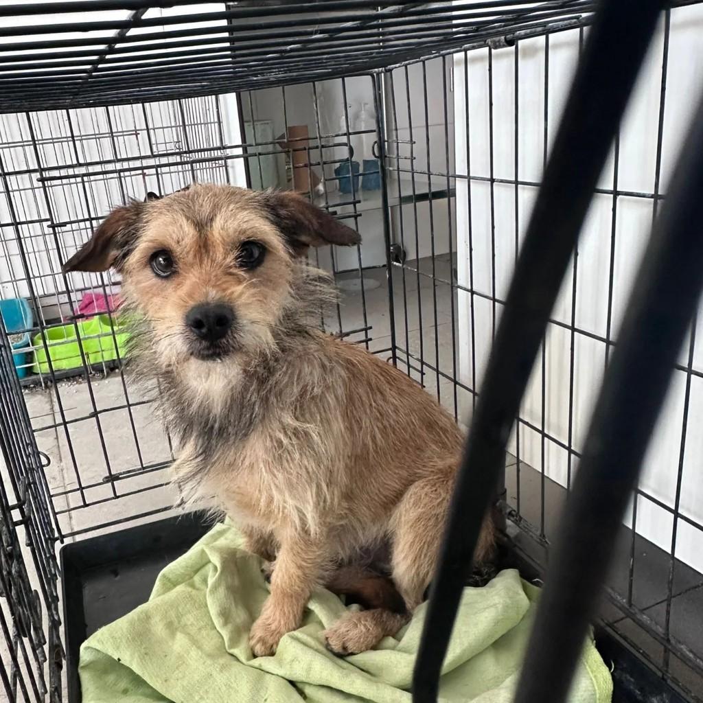 Pantufo, cachorro de porte pequeno para adoção em Almeirim - PA