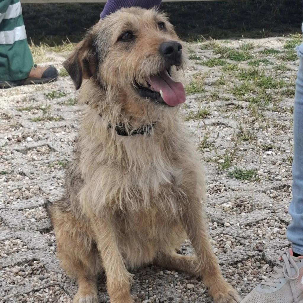 Flappy, cadela de porte pequeno para adoção em Santarém - PA