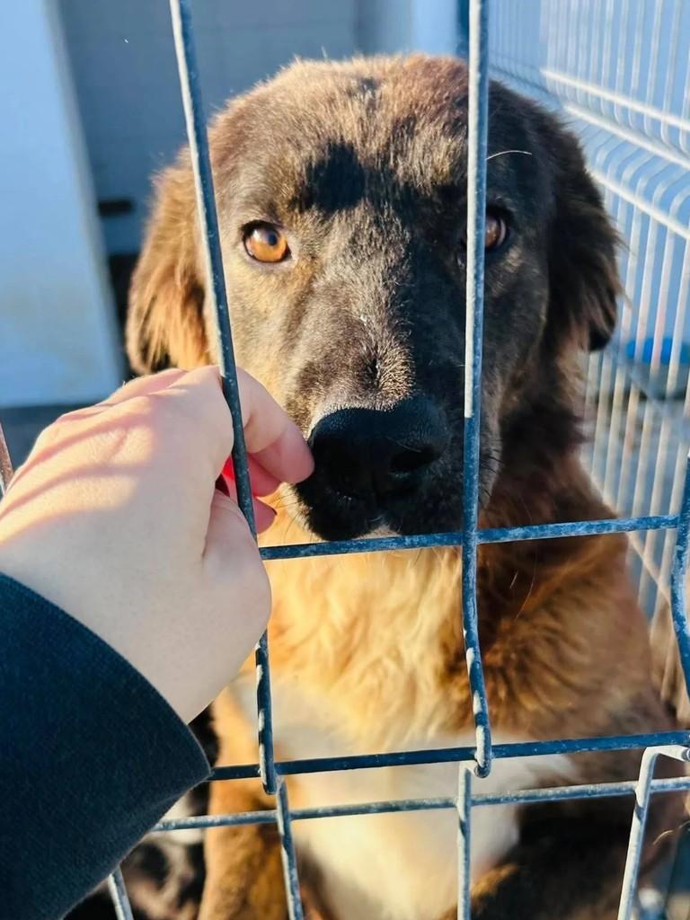 Camila, cachorro de porte grande para adoção em Almeirim - PA