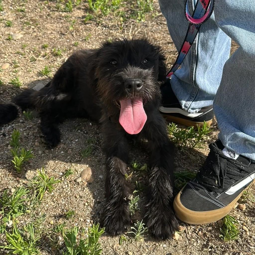 Bagheera, cadela de porte pequeno para adoção em Santarém - PA