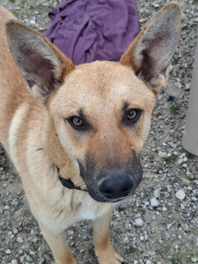 Simba, cachorro de porte médio para adoção em Almeirim - PA
