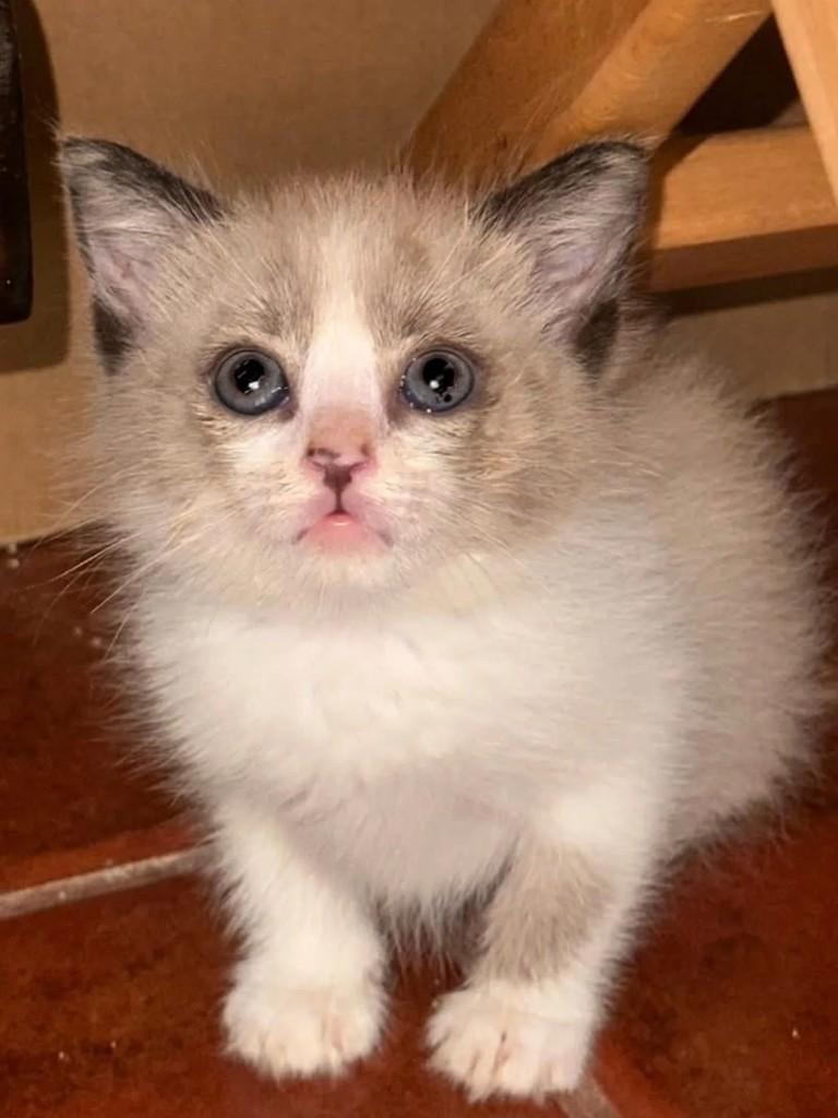 Pompom, gato de porte pequeno para adoção em Almeirim - PA