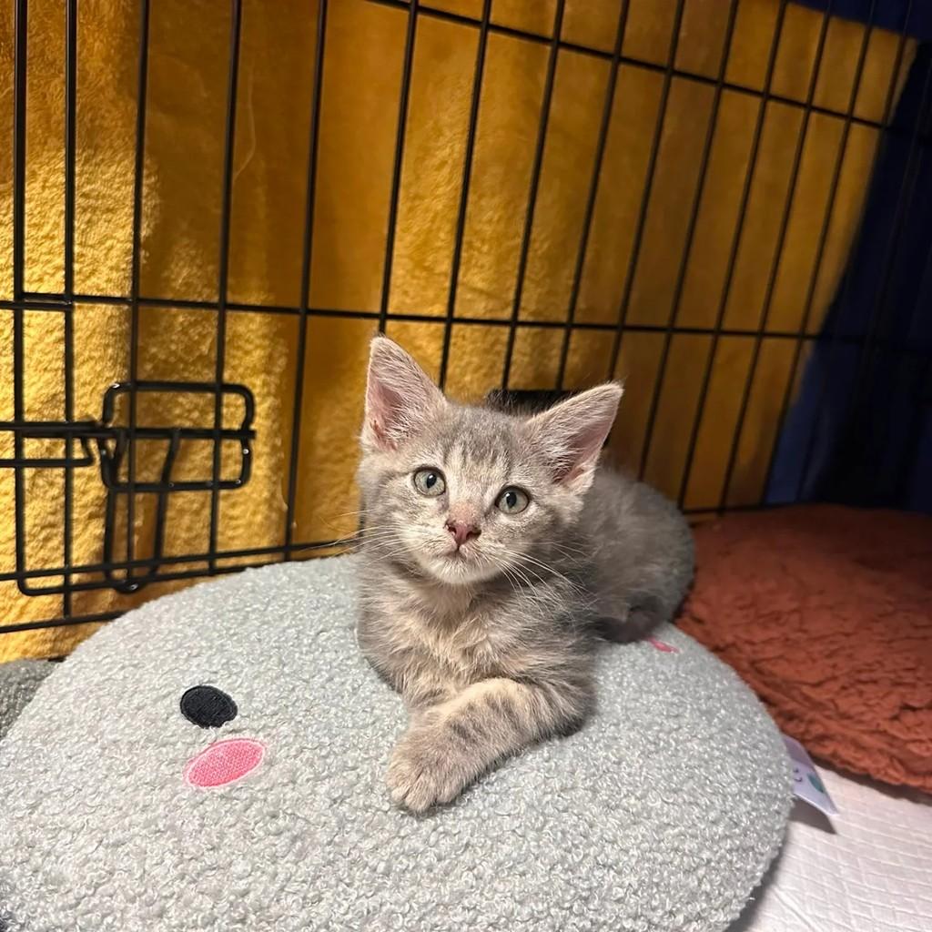 Canela, gata de porte pequeno para adoção em Santarém - PA
