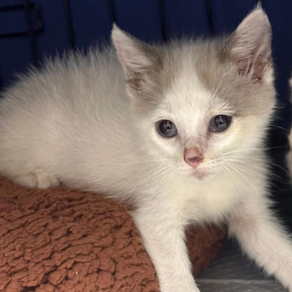 Baunilha, gata de porte pequeno para adoção em Santarém - PA