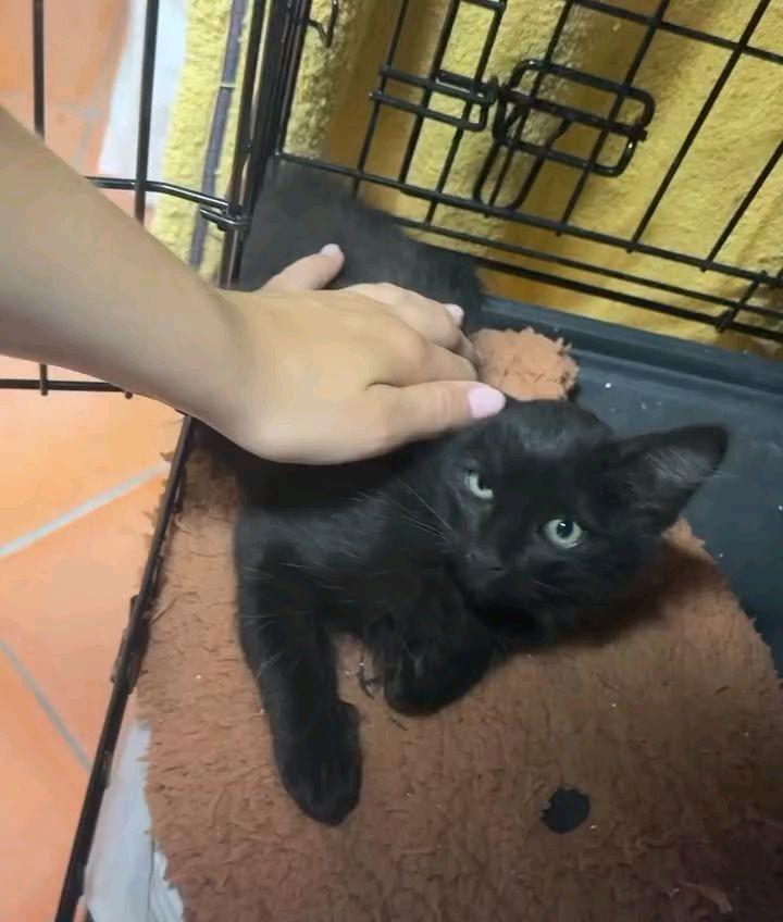 Morcego, gato de porte pequeno para adoção em Santarém - PA