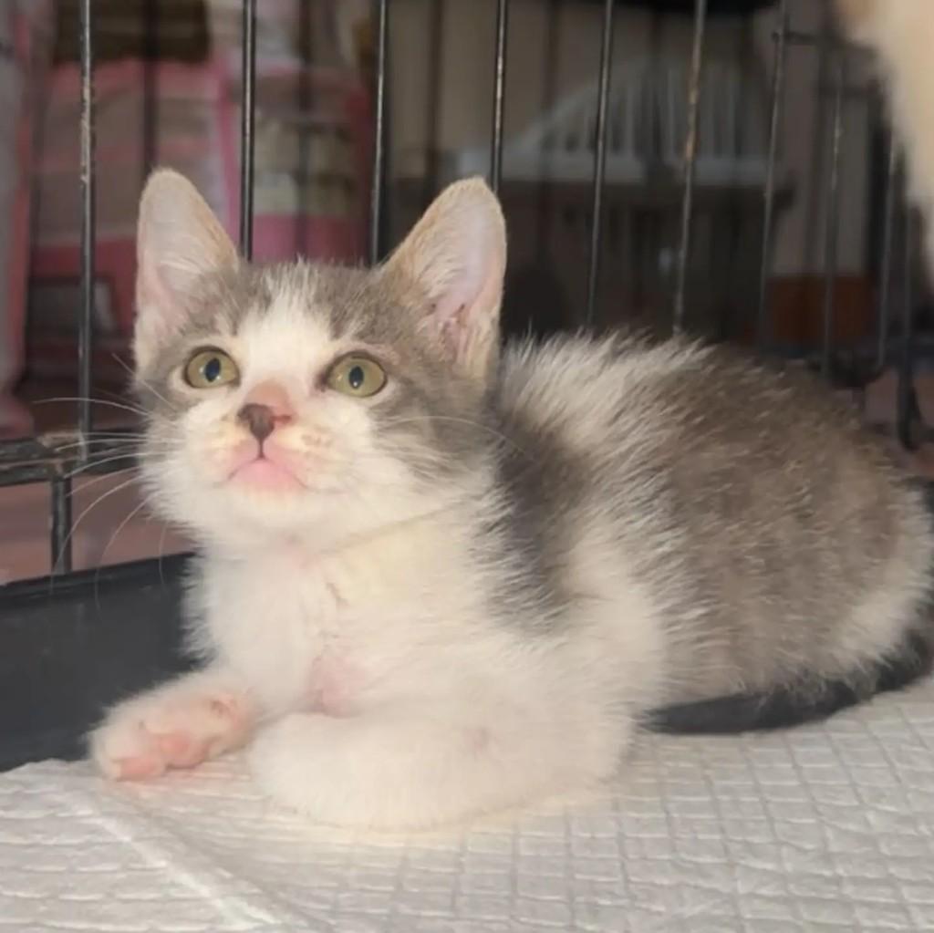 Yuki, gata de porte pequeno para adoção em Almeirim - PA