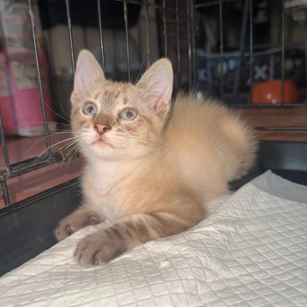 Puma, gato de porte pequeno para adoção em Santarém - PA