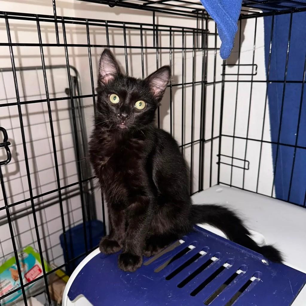 Batman, gato de porte pequeno para adoção em Almeirim - PA
