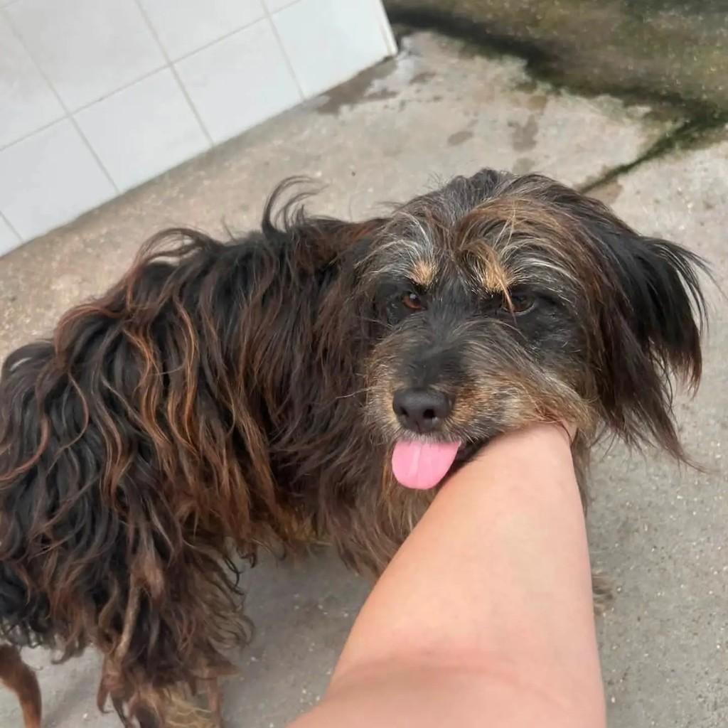 Lucky, cachorro de porte pequeno para adoção em Almeirim - PA