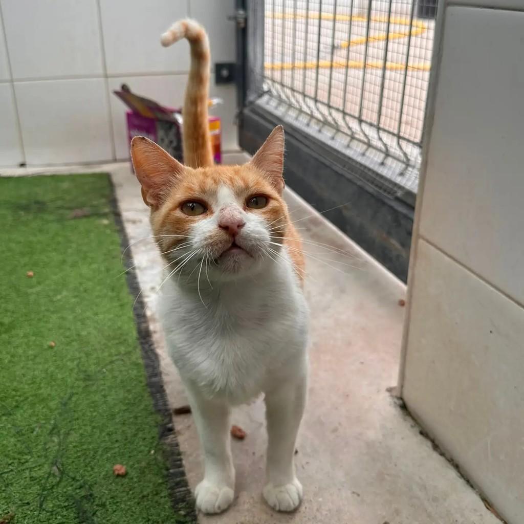 Manga, gata de porte pequeno para adoção em Almeirim - PA