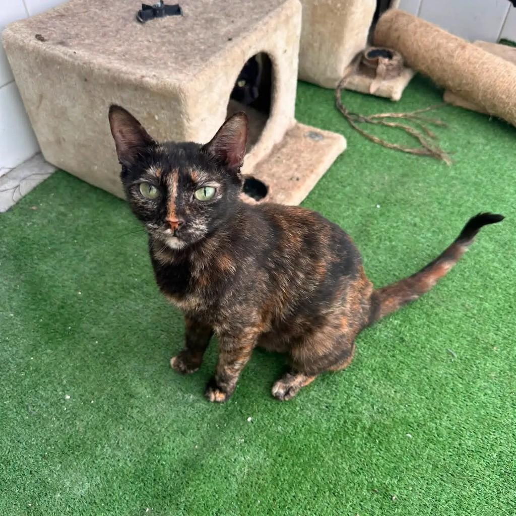 Esmeralda, gata de porte pequeno para adoção em Almeirim - PA
