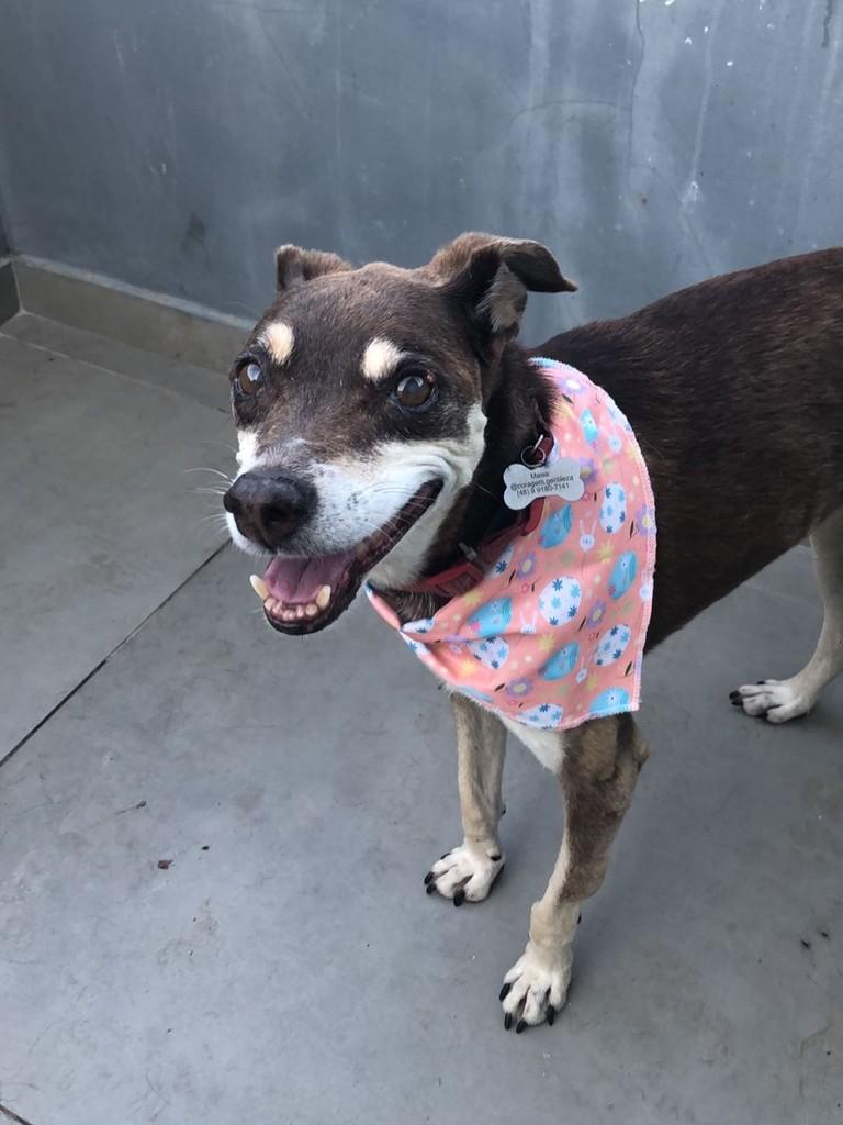 Choco, cachorro de porte pequeno para adoção em Criciúma - SC