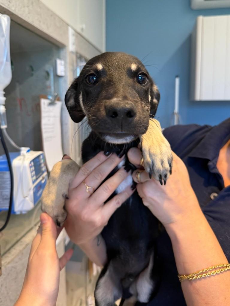 Pietro, cachorro de porte médio para adoção em Criciúma - SC