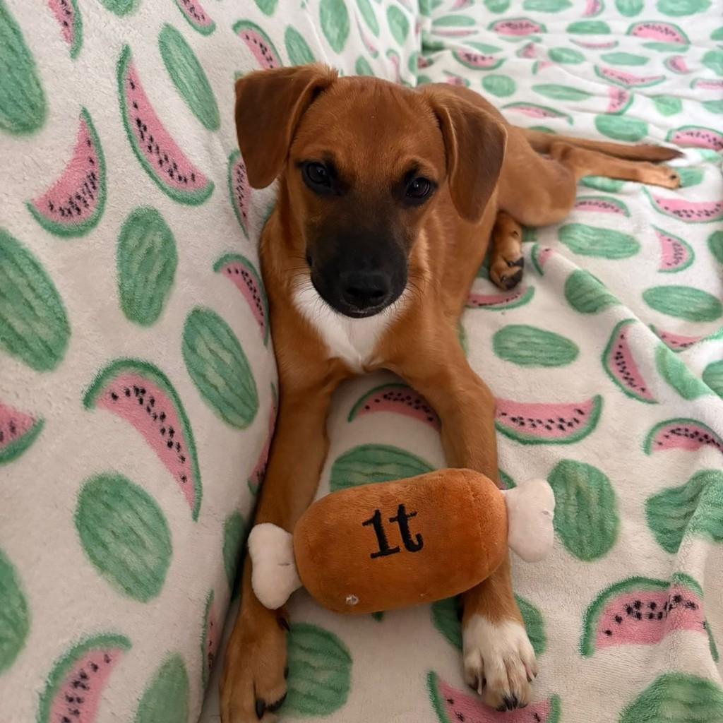 Bolacha, cachorro de porte pequeno para adoção em Criciúma - SC