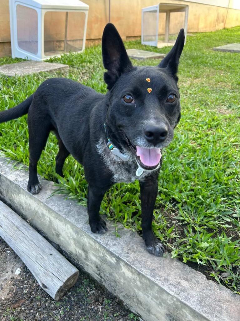 Doguinho, cachorro de porte médio para adoção em Criciúma - SC