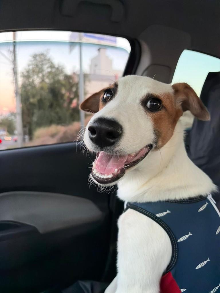 Luke, cachorro de porte pequeno para adoção em Criciúma - SC