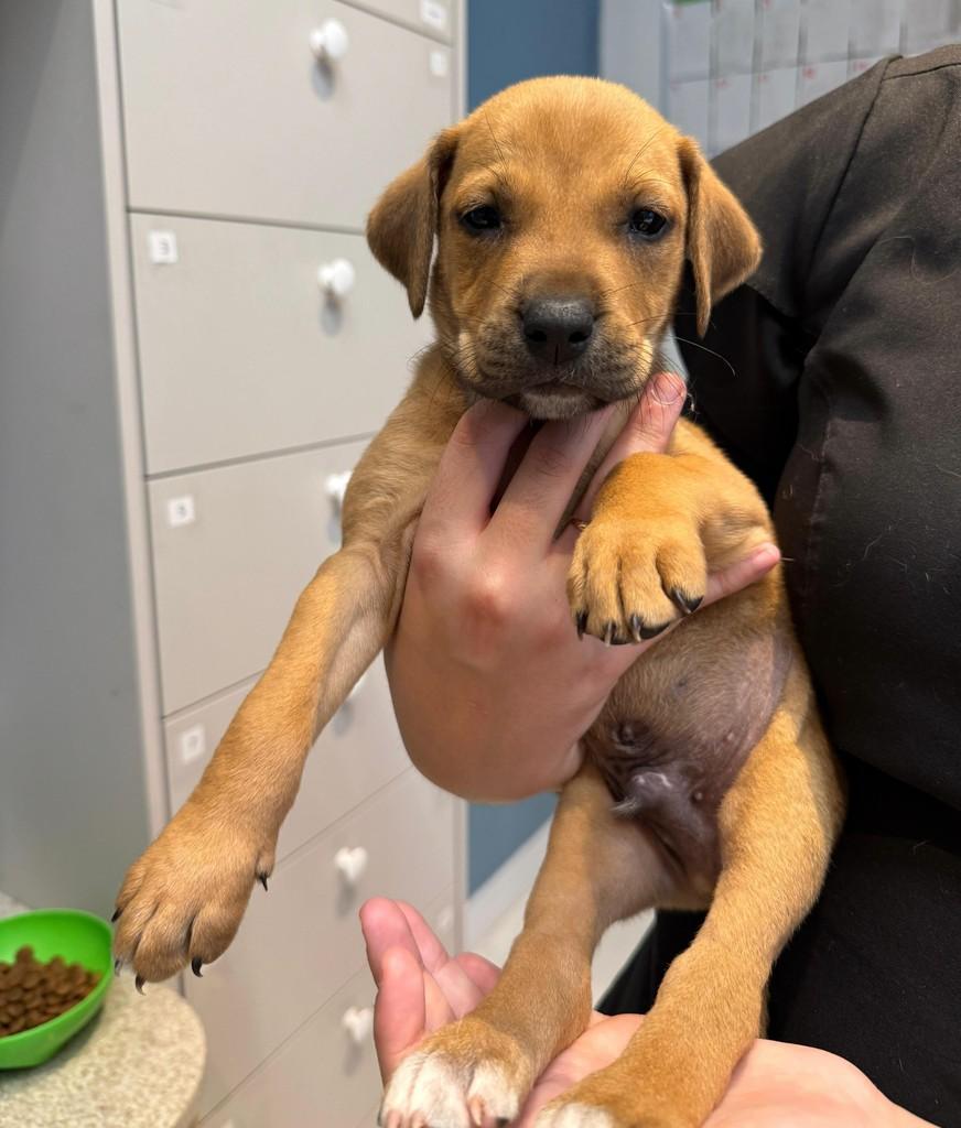 George Harrison, cachorro de porte médio para adoção em Criciúma - SC
