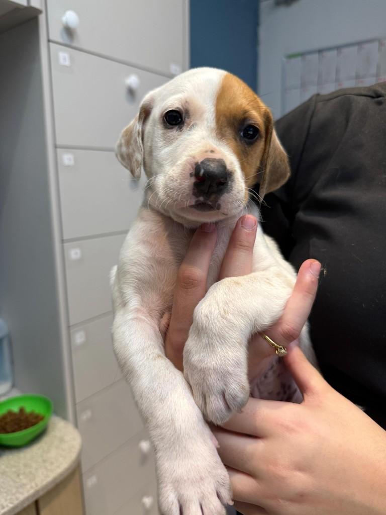 John Lennon, cachorro de porte médio para adoção em Criciúma - SC