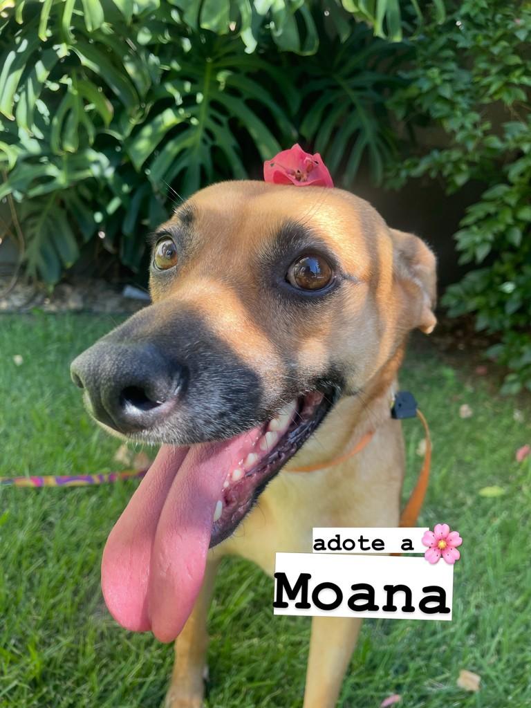 Moana, cadela de porte médio para adoção em Criciúma - SC
