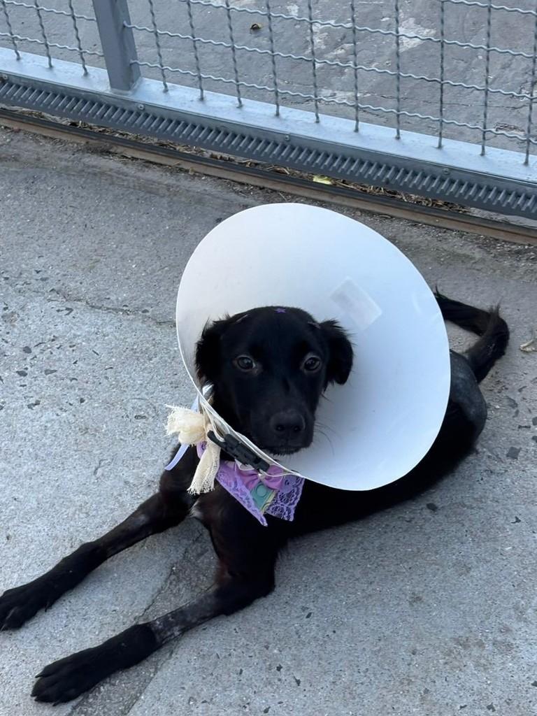 Vitória, cachorro de porte pequeno para adoção em Vitória - ES