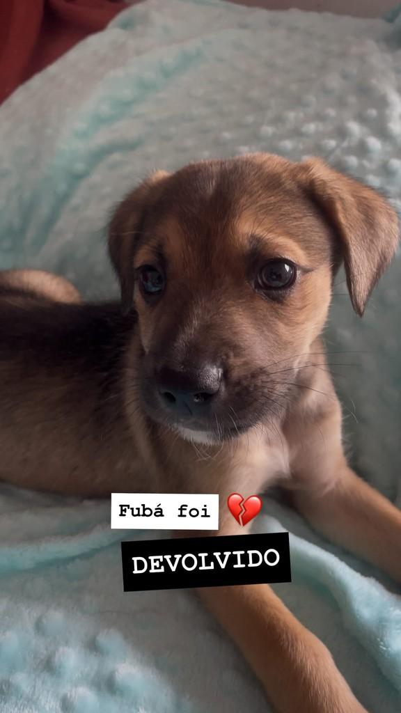Fubá, cachorro de porte pequeno para adoção em Criciúma - SC
