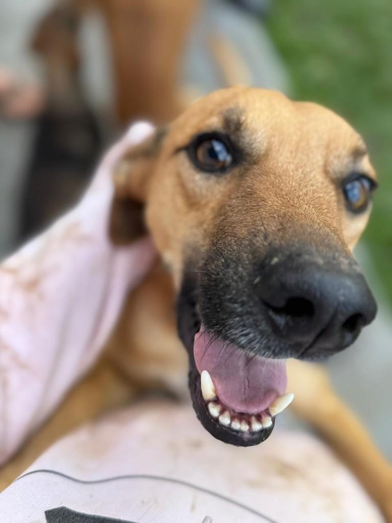 Lucas, cachorro de porte médio para adoção em Criciúma - SC