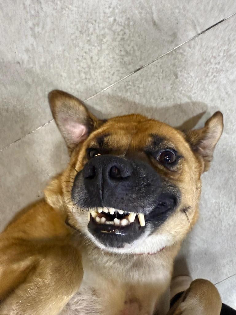 João, cachorro de porte pequeno para adoção em Criciúma - SC