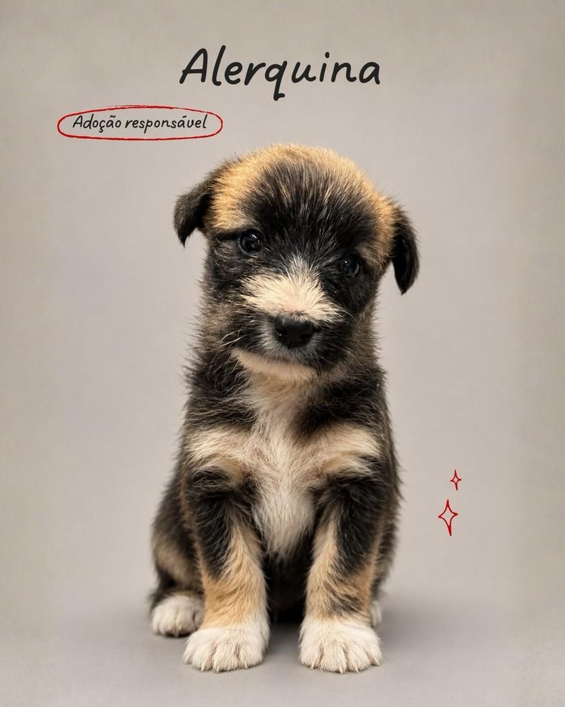 Alerquina, cachorro de porte médio para adoção em Criciúma - SC