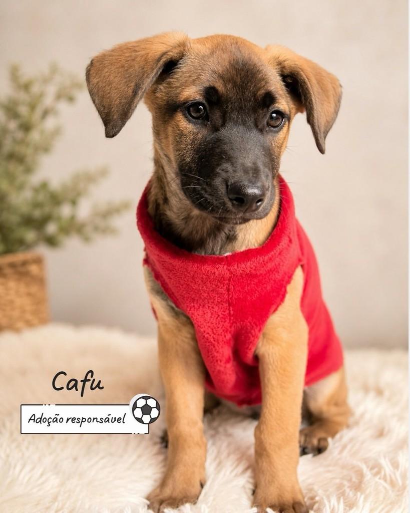 Cafu, cachorro de porte médio para adoção em Criciúma - SC