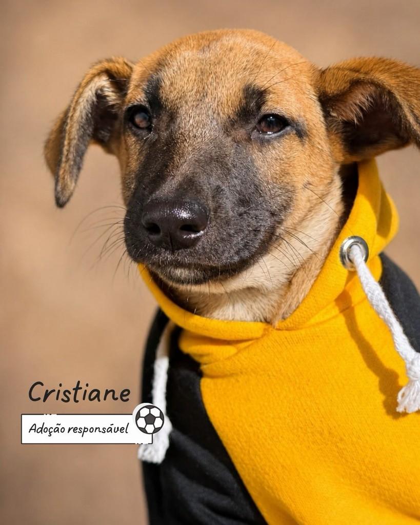 Cristiane, cachorro de porte pequeno para adoção em Criciúma - SC