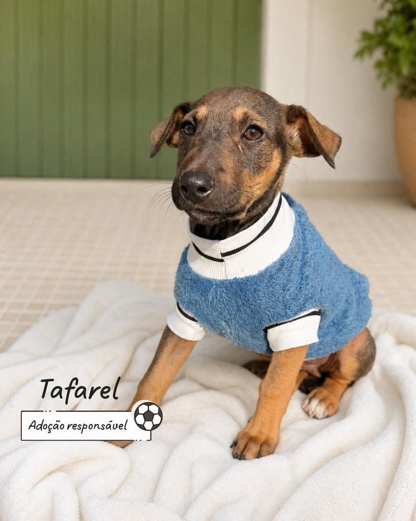 Tafarel, cachorro de porte pequeno para adoção em Criciúma - SC