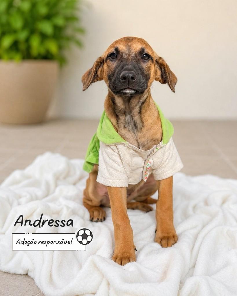 Andressa, cachorro de porte pequeno para adoção em Criciúma - SC