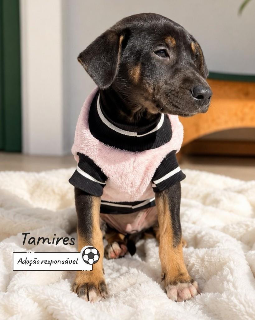 Tamires, cachorro de porte pequeno para adoção em Criciúma - SC