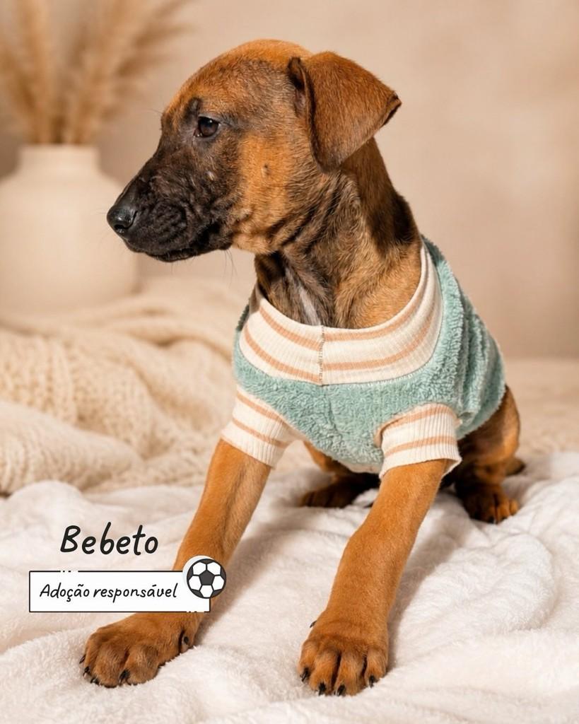 Bebeto, cachorro de porte pequeno para adoção em Criciúma - SC