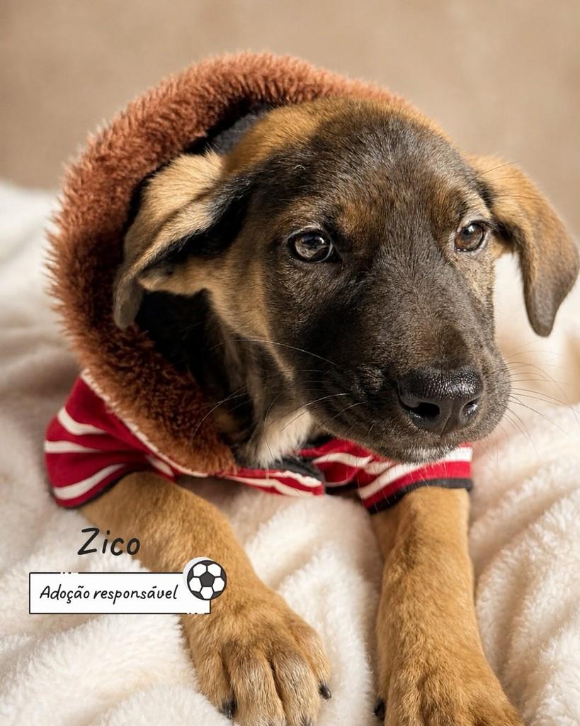 Zico, cachorro de porte pequeno para adoção em Criciúma - SC