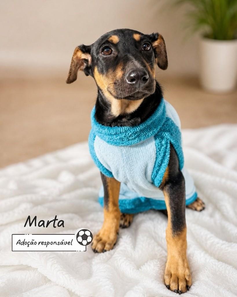 Marta, cachorro de porte pequeno para adoção em Criciúma - SC