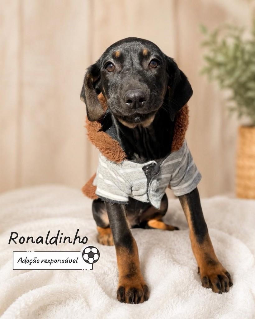 Ronaldinho, cachorro de porte pequeno para adoção em Criciúma - SC