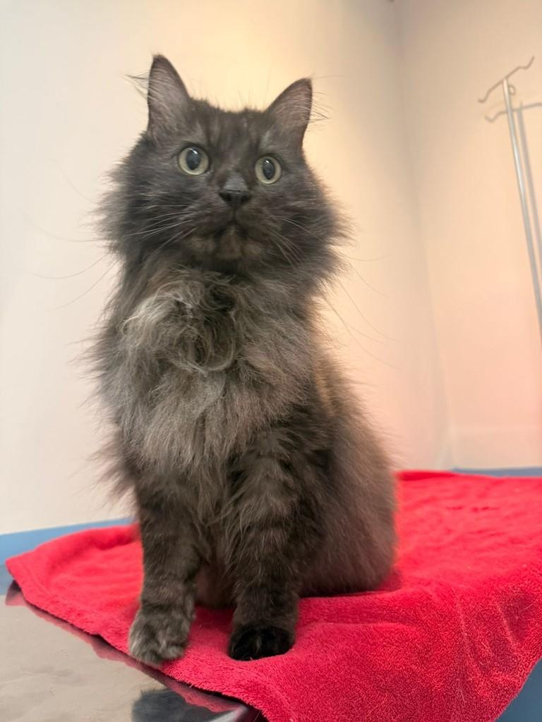 Fumaça, gato de porte médio para adoção em Criciúma - SC