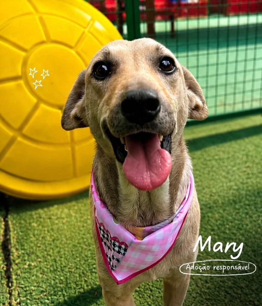 Mary, cachorro de porte médio para adoção em Criciúma - SC