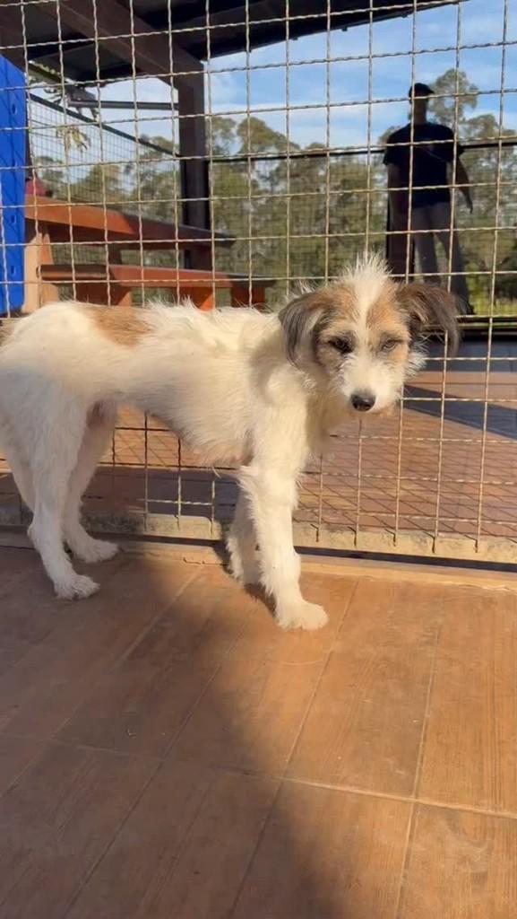 Pandora, cadela de porte médio para adoção em Criciúma - SC