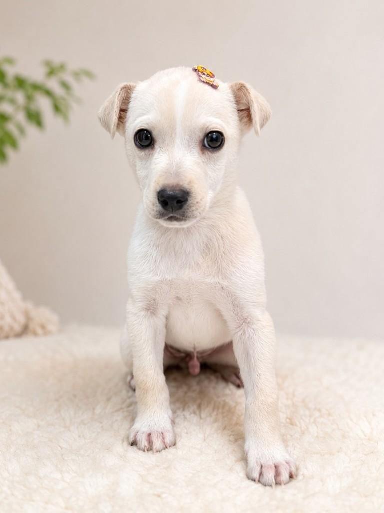 Floquinho, cachorro de porte médio para adoção em Criciúma - SC