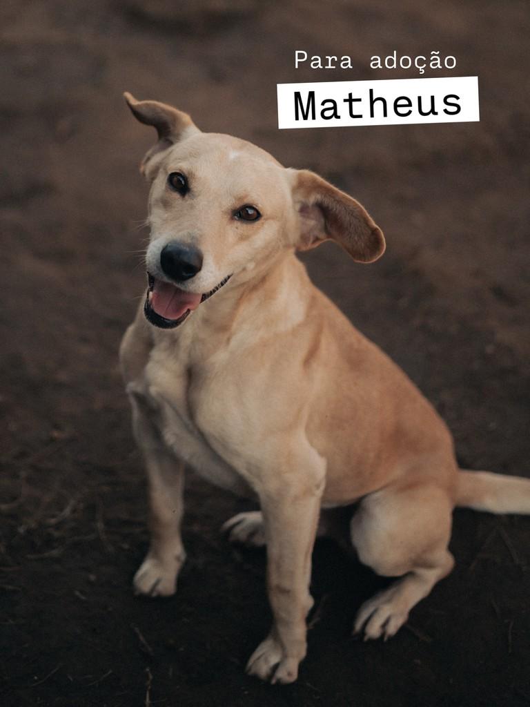 Mateus, cachorro de porte médio para adoção em Criciúma - SC
