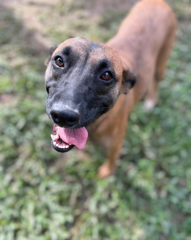 Larissa, cadela de porte médio para adoção em Criciúma - SC